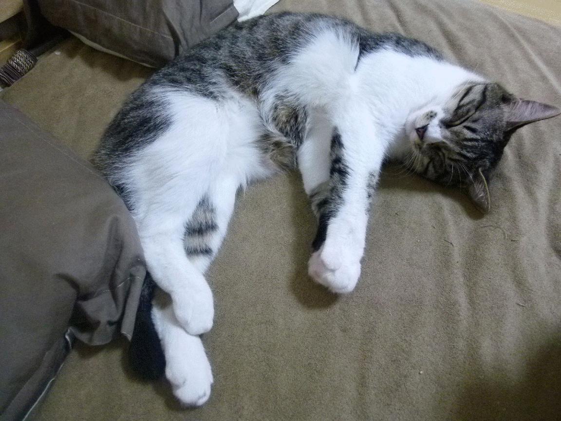 当现代篮球的终极答案,遇上钢铁洪流的最后骄傲