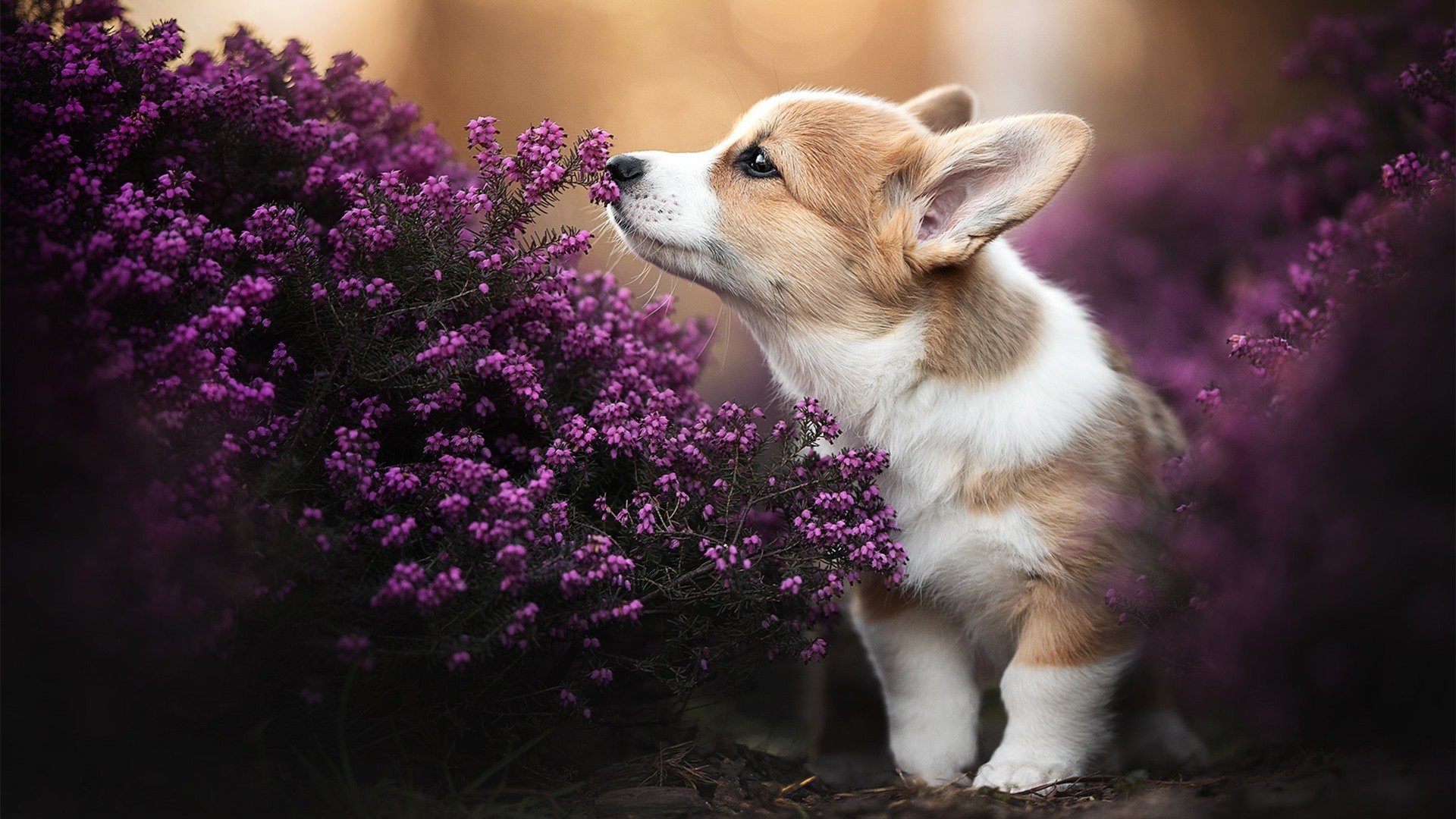 雨夜奇迹！曼联掀翻马竞，佩德里英超争冠接管比赛，红魔的王朝逆袭序章